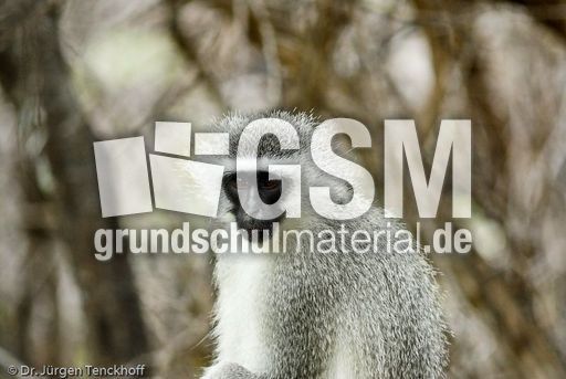 Grüne Meerkatzen (29 von 67).jpg